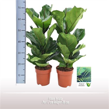 Ficus Lyrata