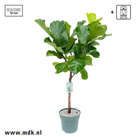 Ficus Lyrata On Stem