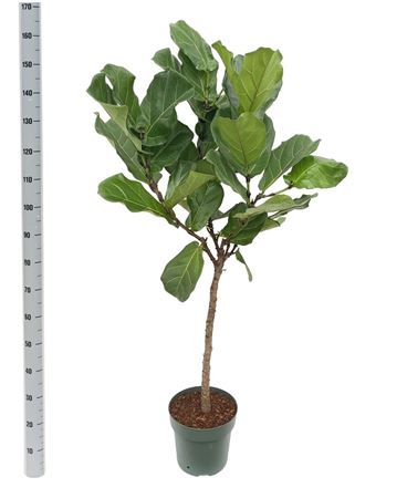 Ficus Lyrata On Stem