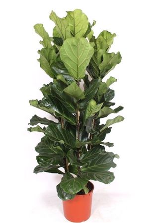 Ficus Lyrata 3pp