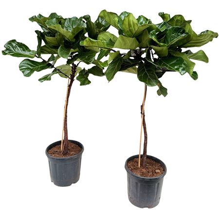Ficus Lyrata