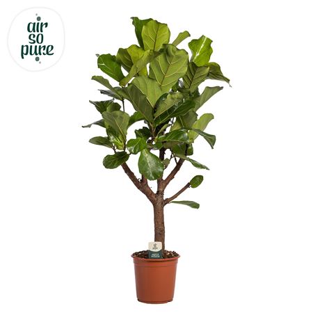 Ficus Lyrata Branched (air So Pure)