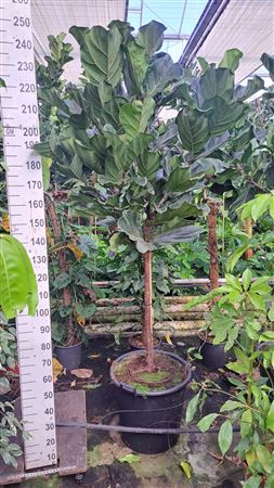 Ficus Lyrata On Stem