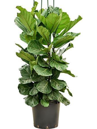 Ficus Lyrata 3pp
