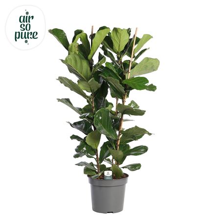 Ficus Lyrata 3pp