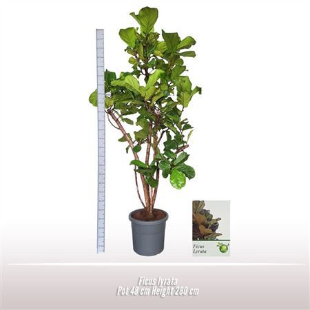 Ficus Lyrata