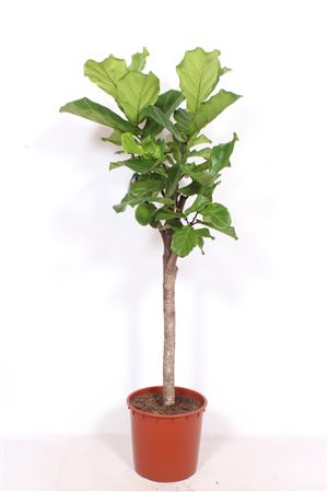 Ficus Lyrata On Stem