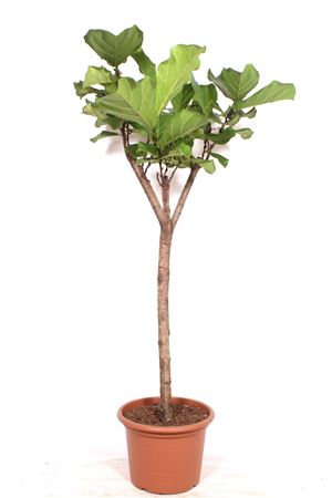 Ficus Lyrata On Stem