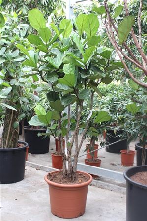 Ficus Lyrata