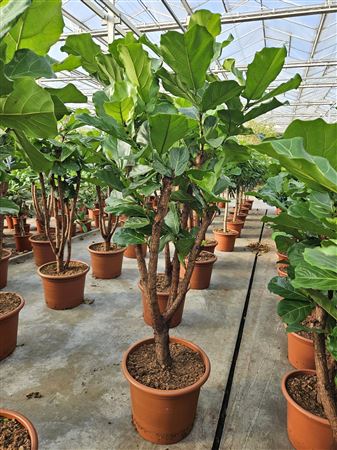 Ficus Lyrata On Stem Branched