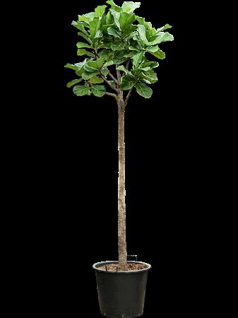 Ficus Lyrata On Stem