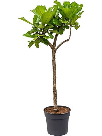 Ficus Lyrata On Stem