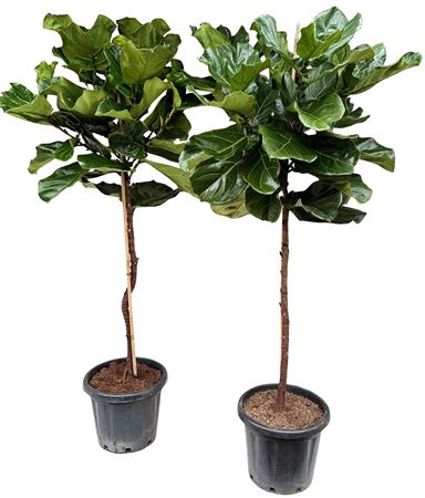 Ficus Lyrata On Stem
