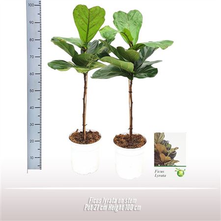 Ficus Lyrata