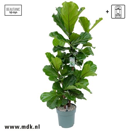 Ficus Lyrata Multistam