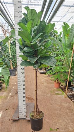 Ficus Lyrata On Stem