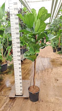Ficus Lyrata On Stem