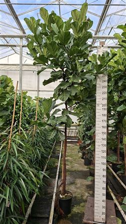Ficus Lyrata On Stem