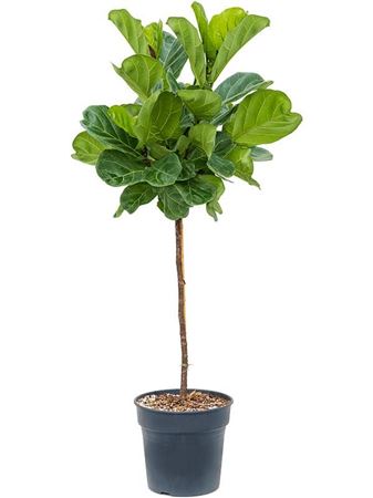 Ficus Lyrata On Stem