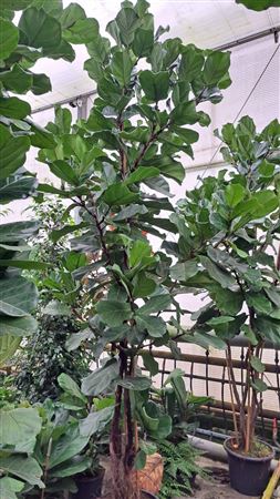Ficus Lyrata On Stem