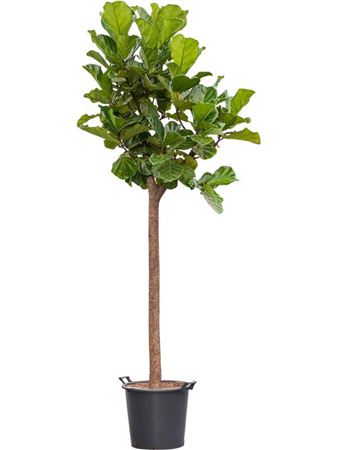 Ficus Lyrata On Stem