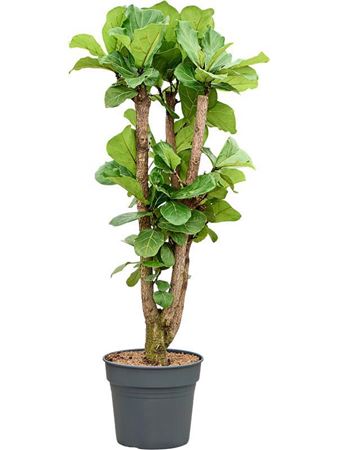 Ficus Lyrata
