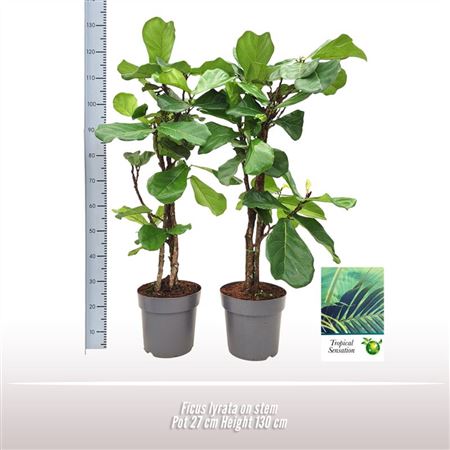 Ficus Lyrata