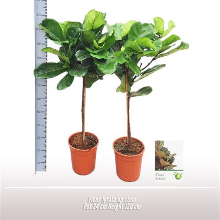 Ficus Lyrata On Stem