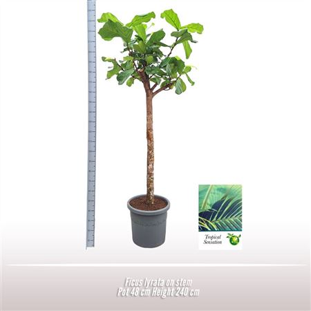 Ficus Lyrata On Stem