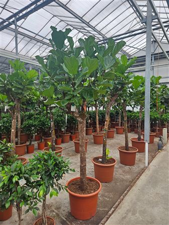 Ficus Lyrata On Stem
