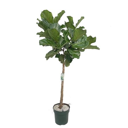 Ficus Lyrata Op Stam Xl + Watermeter