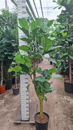 Ficus Lyrata Vertakt Dik Hout 240