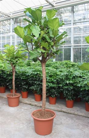 Ficus Lyrata