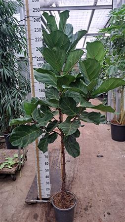 Ficus Lyrata On Stem + Watermeter