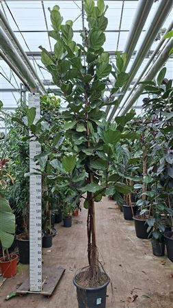 Ficus Lyrata On Stem + Watermeter