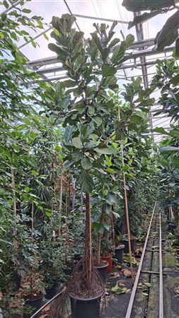 Ficus Lyrata On Stem + Watermeter