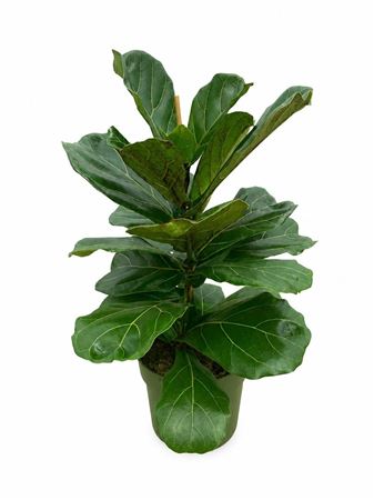 Ficus Lyrata Clump 1pp