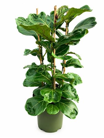 Ficus Lyrata Toef 3 Pp