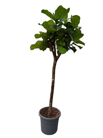 Ficus Lyrata Rechte Stam P48