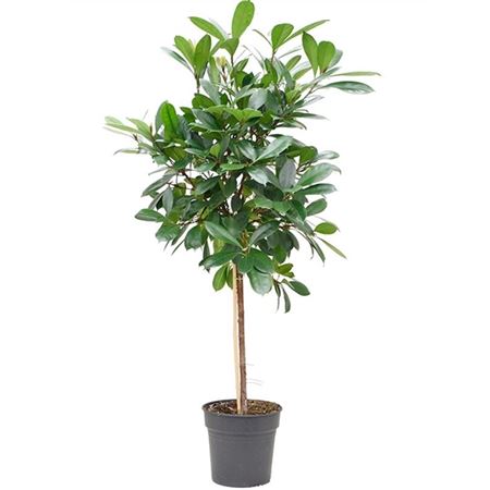 Ficus Cyathistipula On Stem