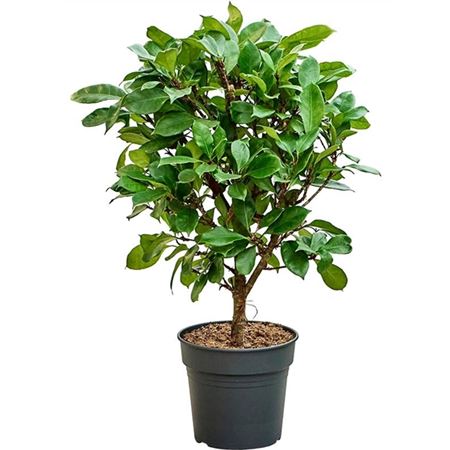 Ficus Cyathistipula.