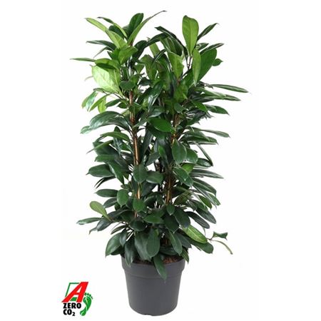 Ficus Cyathistipula 3pp