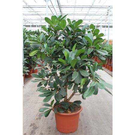 Ficus Cyathistipula.