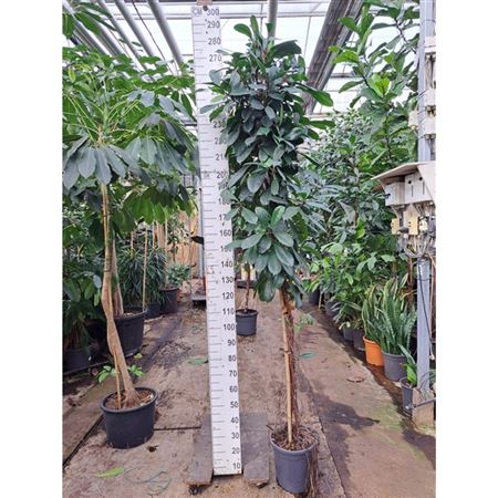 Ficus Cyathistipula Twisted Stam