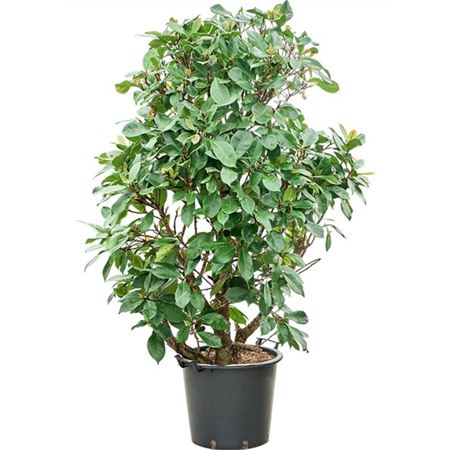 Ficus Cyathistipula.