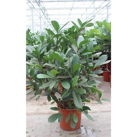 Ficus Cyathistipula.