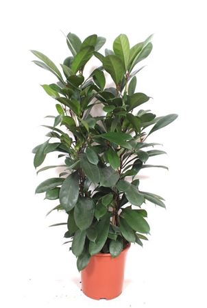 Ficus Cyathistipula 2pp