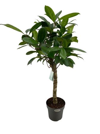 Ficus Cyathistipula On Stem