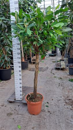 Ficus Cyathistipula On Stem