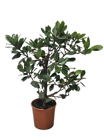 Ficus Cyathistipula On Stem